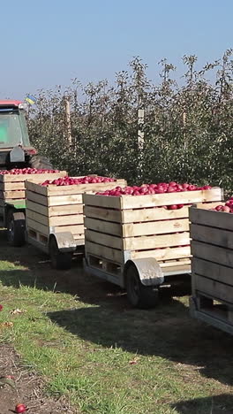 orchard with ripe apples. tractor pick up wooden crates of apple fruits and transport them between orchard tree rows. vertical video
