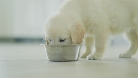 little golden retriever puppy eating from a bowl