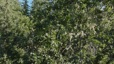 Drone-aerial-of-scenic-of-trees-in-southern-Washington-State-3