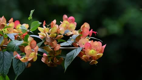 toma estática de la planta de sombrero chino ornamental, holmskioldia sanguinea con pequeñas flores redondas de cáliz rojo-naranja y pequeño estambre de sombrero, que contrasta con el fondo verde oscuro del bosque