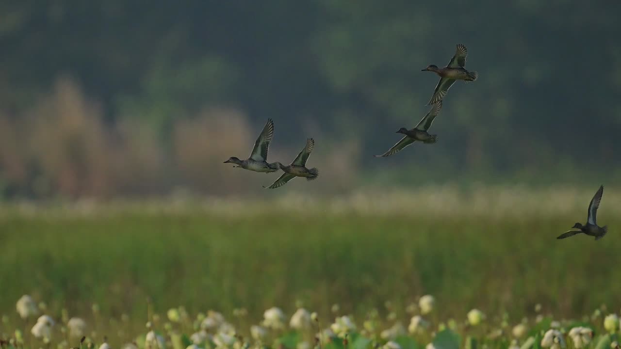 Flock of ducks flying over a field of green grass. They are silhouetted against a blurred background of trees.