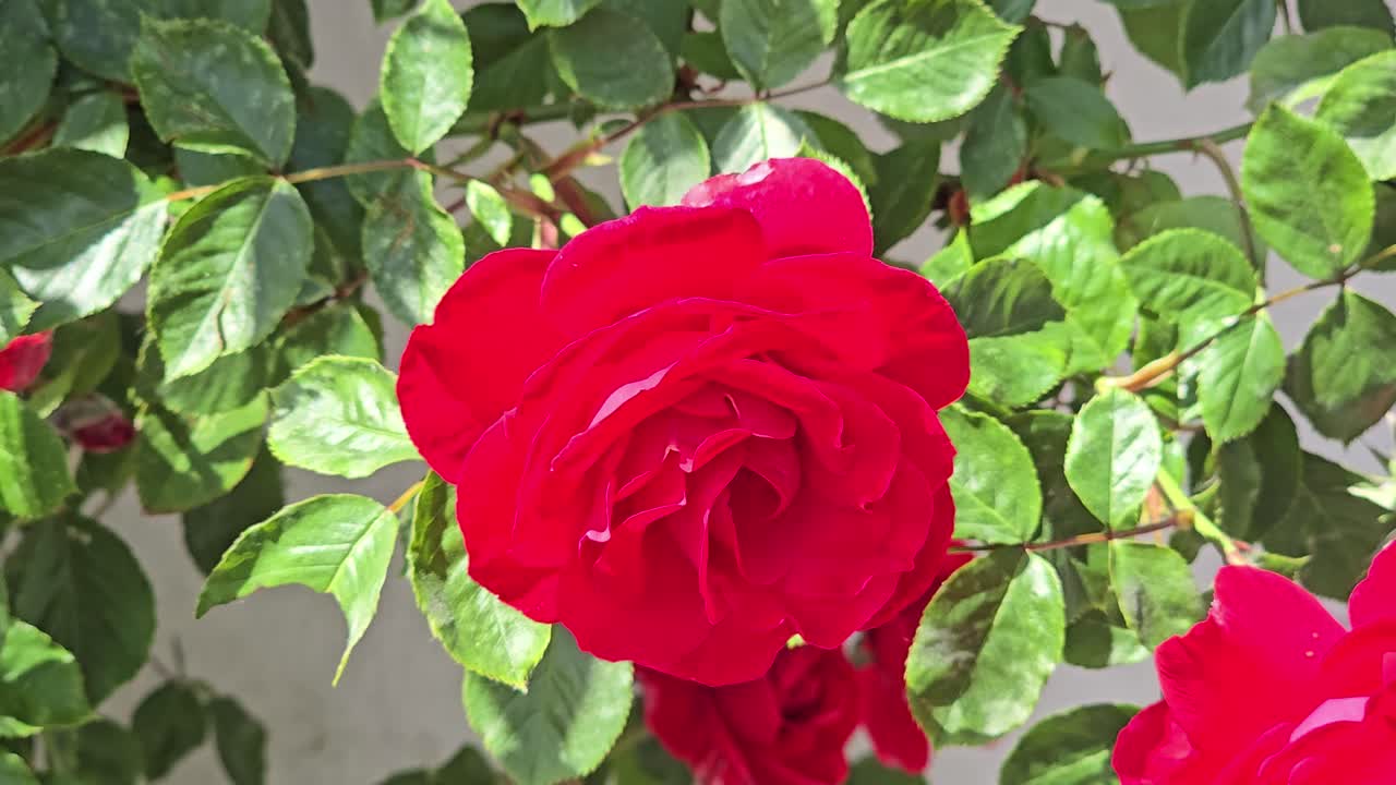Close-up of a red rose gently blowing in the breeze on green bush