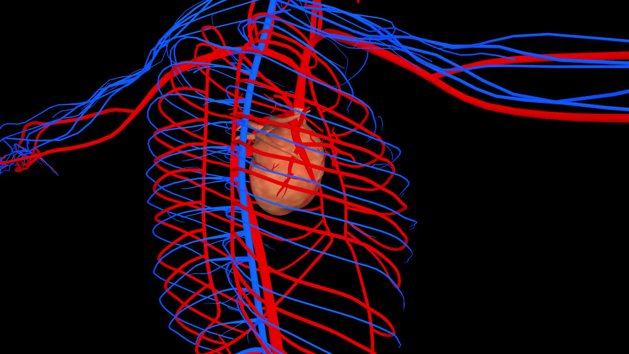 Circulatory System With Alpha Channel