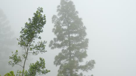 foggy day in tenerife mountain forest: moody atmosphere