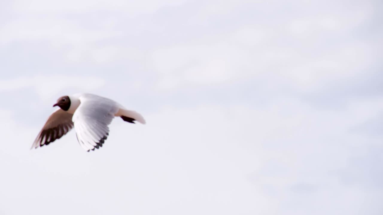 Seagulls Competing for Food