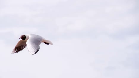 seagulls competing for food