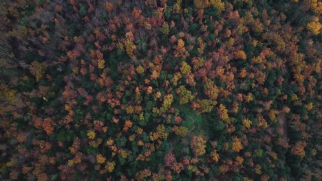 Imágenes-Aéreas-Del-Hermoso-Bosque-Con-Colores-Otoñales-En-Las-Montañas-Catalanas-1