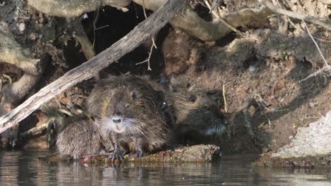 nutria, familia de myocastor coypus anidando en la orilla del río, limpiando y arreglando frente a su guarida, frotándose constantemente la cara y el resto del cuerpo con las garras delanteras