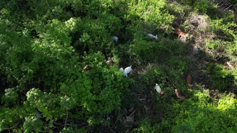 herd of goats grazing dense foliage, vegetation management concept