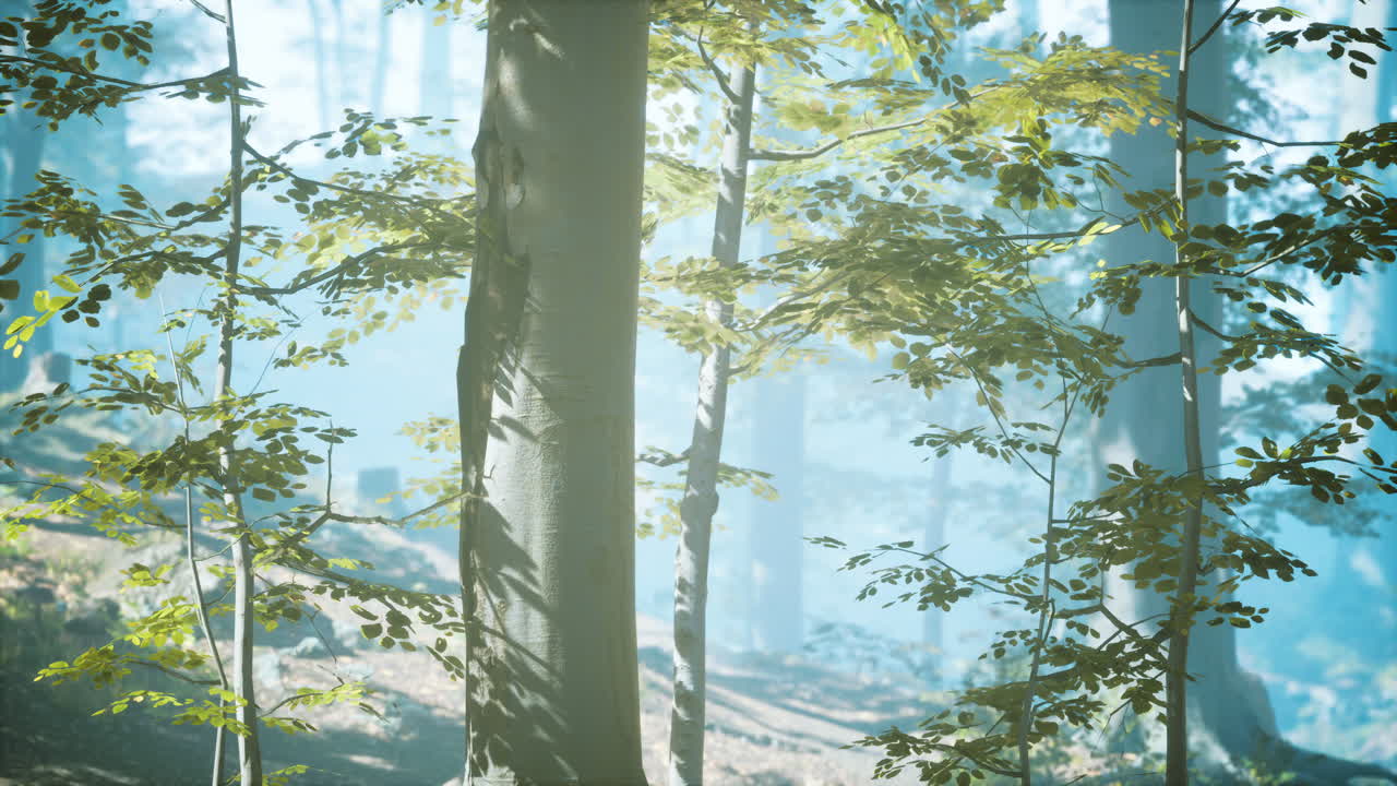 안개 를 통해  ⁇ 빛 을 비추는  ⁇ 빛 의 실루 ⁇  이 있는 숲