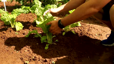 Man-checking-on-lettuce-inside-his-greenhouse