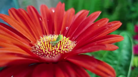 pequeño saltamontes verde sentado dentro de una hermosa flor de margarita sudafricana de gerbera roja