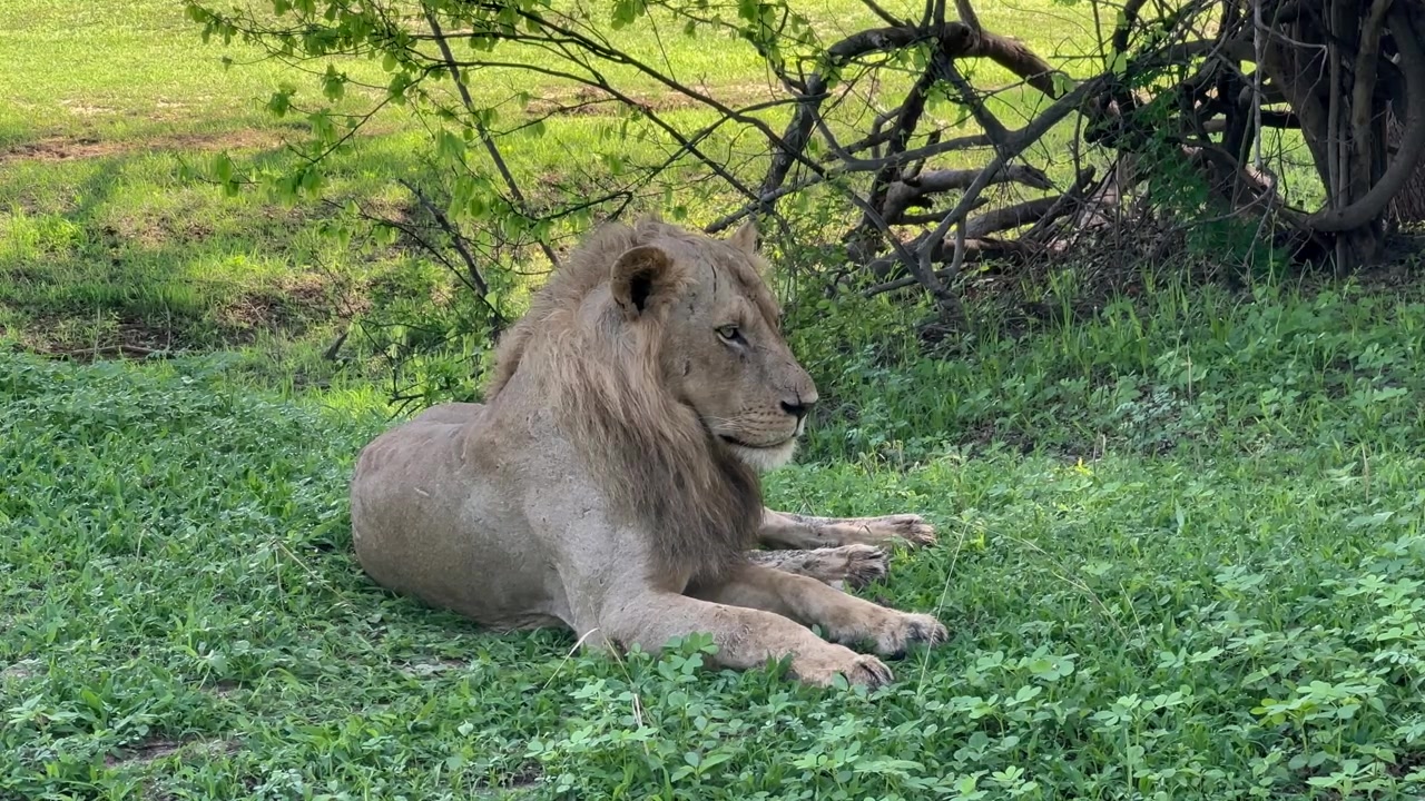 Lev samec (Panthera leo) odpočívající ve stínu. Národní park South Luangwa, Zambie.