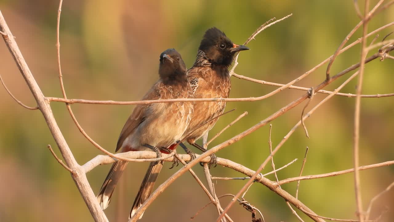 Bulbul-fugle nyder solnedgangen.