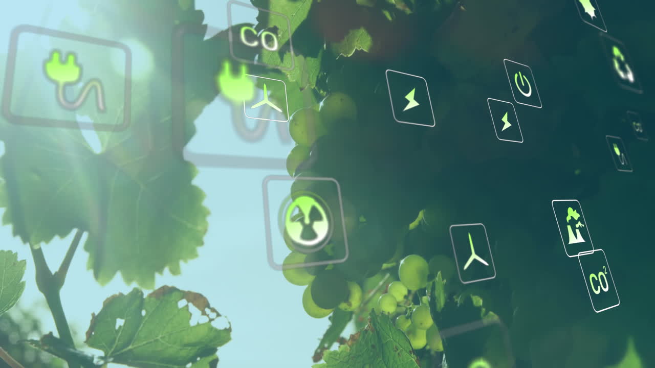 анимация цифровых иконок над виноградом