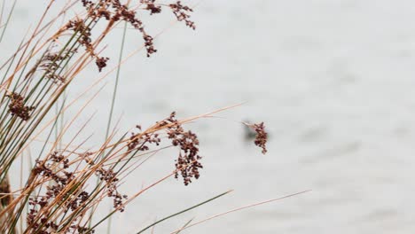 birds swim near juncus effusus in melbourne