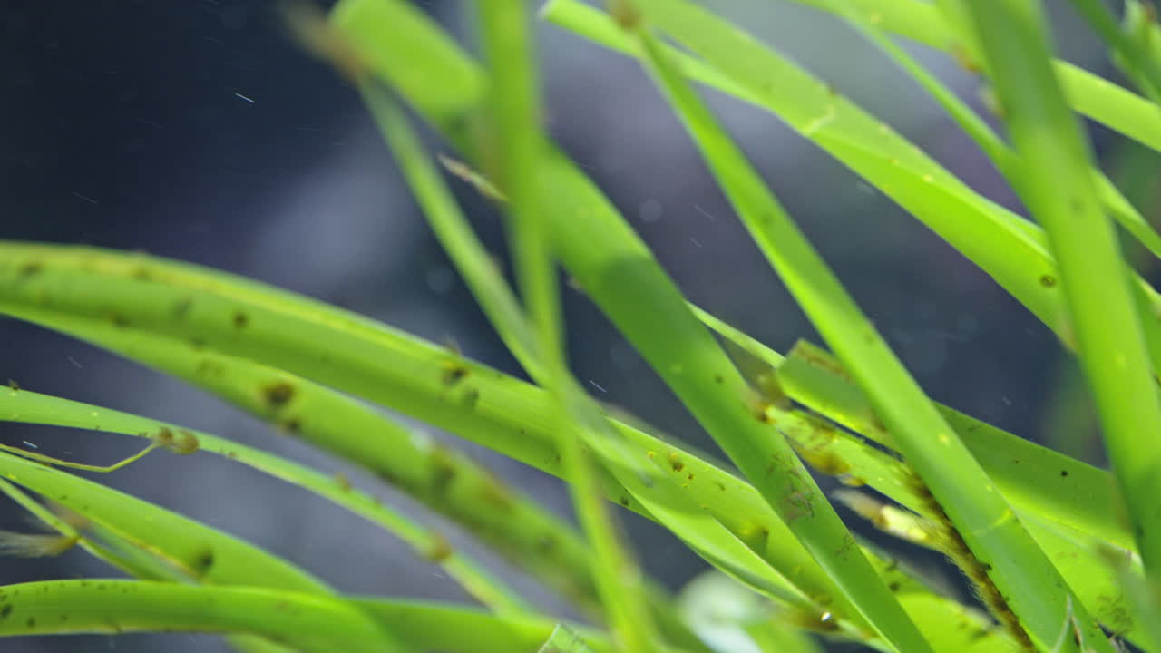 Underwater grass blades swaying gently in calm, clear aquarium water