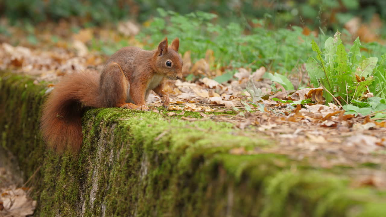 Red squirrel close-up video eating a walnut and cleaning on a moss-covered rock in a quiet autumn forest colorful leaves wildlife natural trees environment soft sunlight