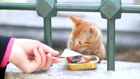 kindness to a stray kitten: feeding a hungry little cat