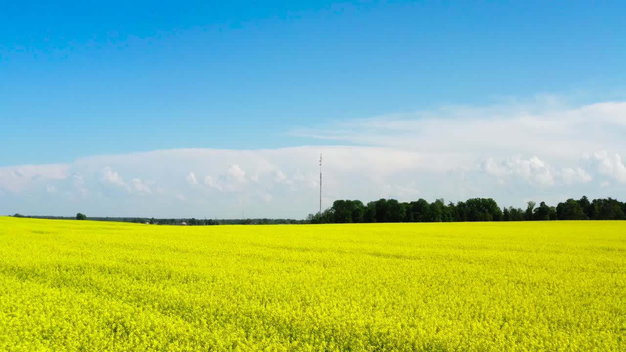 꽃이 피는 라프시드  플랜테이션 위에서 빠른 속도로 비행, 라트비아 풍경