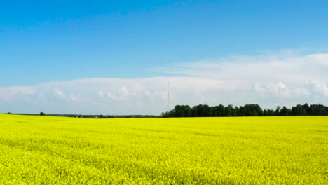 Fast-pace-flight-above-blooming-rapeseed-field-plantation,-Latvian-landscape