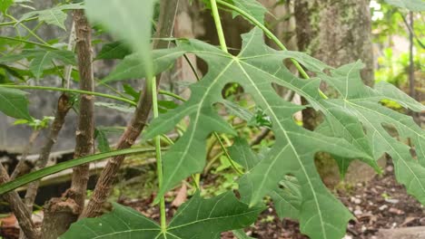 Primer-Plano-De-La-Planta-De-Espinaca-Chaya