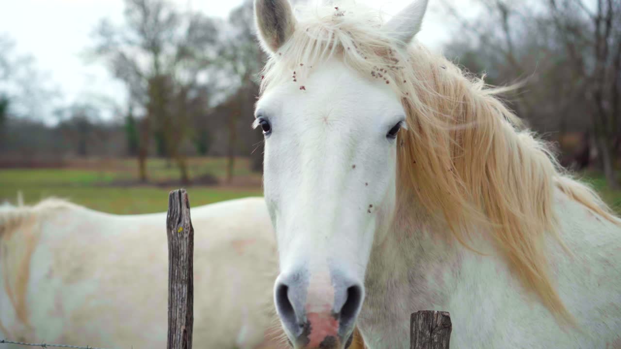 красивая белая лошадь, смотрящая прямо в камеру, с ветром в волосах, в сельской местности франции в пасмурный день