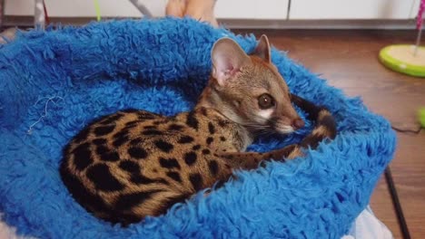 a pet genet cat relaxing and grooming at home