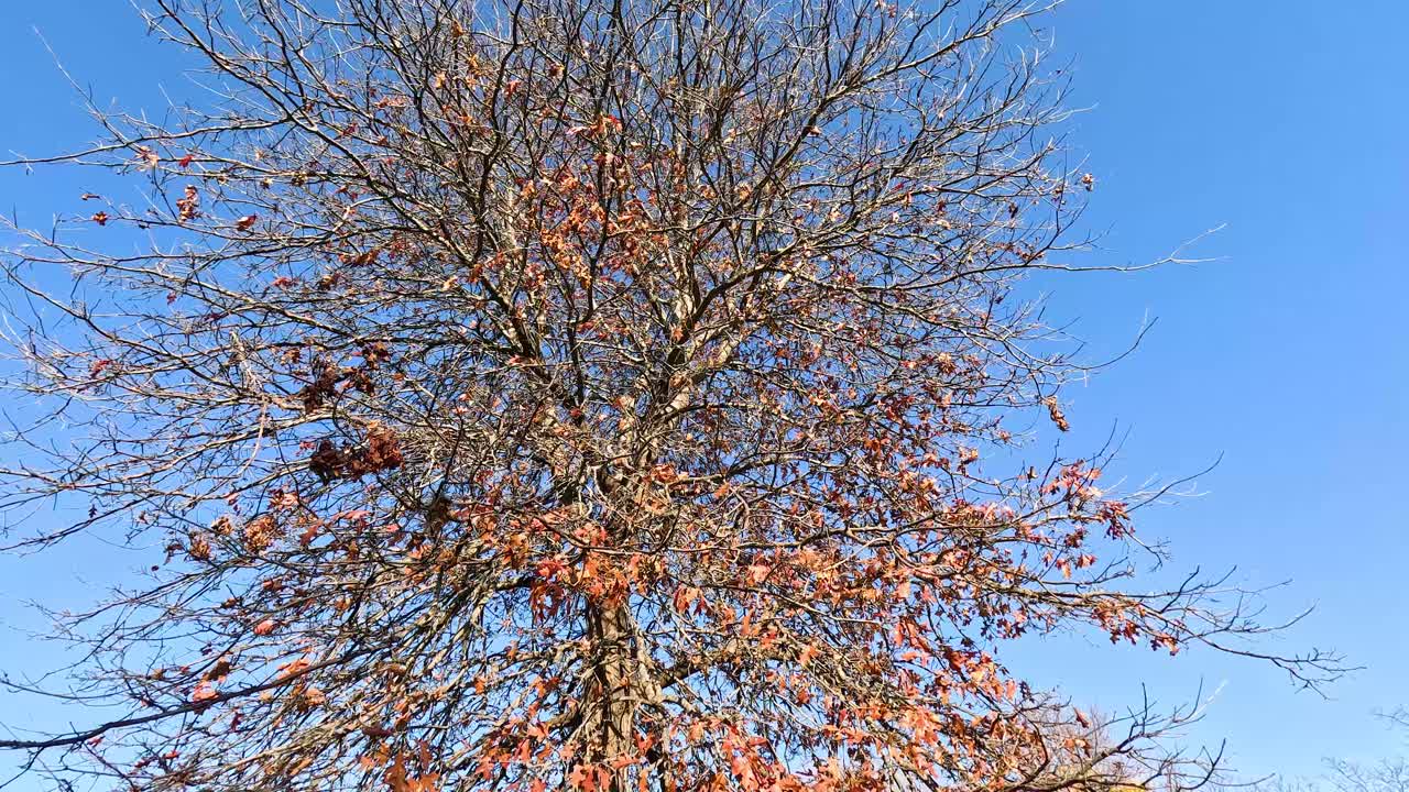 un arce en un parque soleado