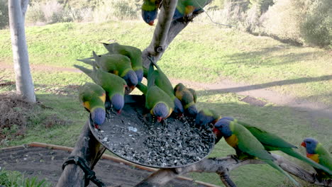 Lorikeets-Essen-Und-Spielen-An-Einem-Futterhäuschen-Während-Des-Sonnigen-Tages-In-Australien