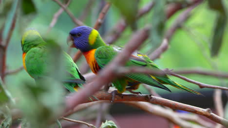 Primer-Plano-Tropical-Lindo-Lori-Pareja-De-Loros-Encaramado-En-La-Rama-Del-árbol-De-La-Selva,-Tiro-De-Alta-Calidad-De-Prores