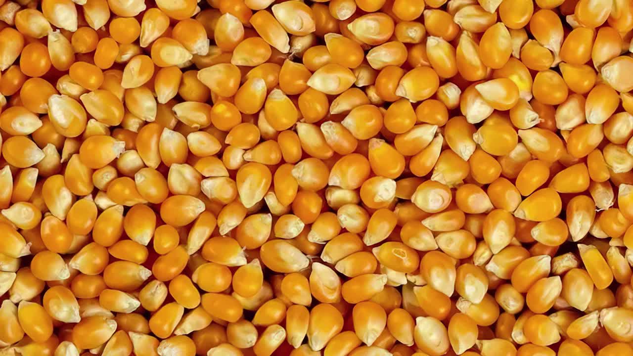 Corn kernel rotating as Background