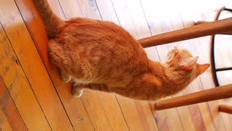 orange cat sitting on wooden floor