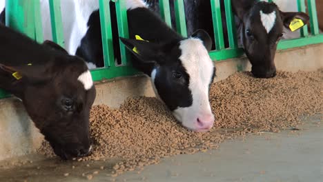 images of calves eating their feed in the barn