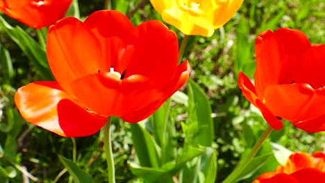 flowering tulips