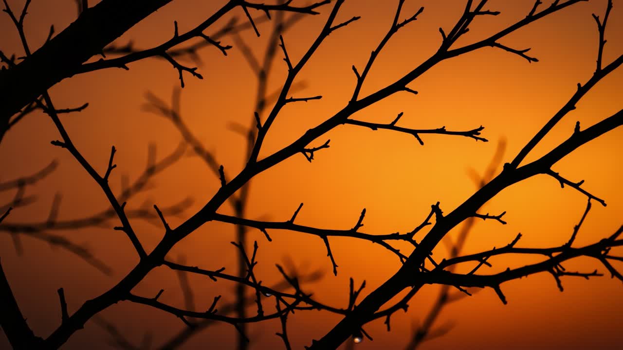 Silhouetted Branches Against a Stunning Orange Sunset: A Captivating Scene of Nature's Beauty and Tranquility Captured in the Evening Sky