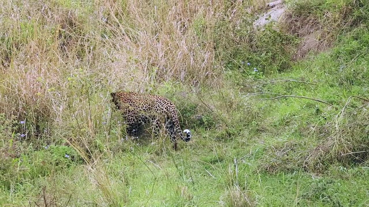 Afrika savanında ıslak uzun yeşil otların arasına yürüyen yalnız leopar.
