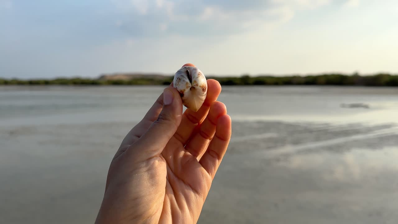 beautiful female hand fingers picking sea shell oyster seafood mangrove forest in the background.
Young woman picks up seashell she found beach from the sand. woman hand and seashell glow in the sun.