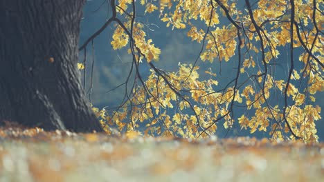a magnificent old oak tree, covered with autumn leaves, stands on the bank of the small pond its branches hanging low above the water. parallax shot,