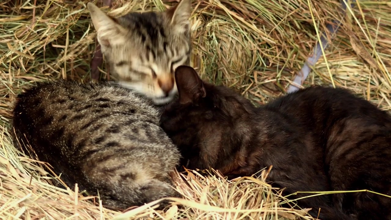 Video ravvicinato di due gattini domestici seduti sull'erba che si puliscono a vicenda durante la primavera in Himachal Pradesh, India.