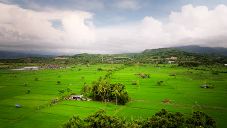 Green-Rice-Fields-In-Agricultural-Village-In-North-Bali,-Indonesia