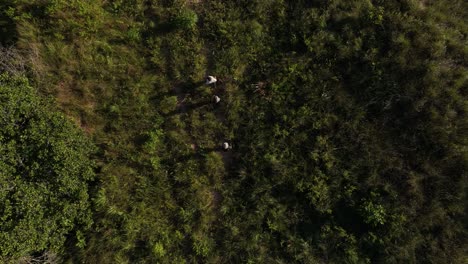 group of people, mand and woman lost, exploring dense tropical jungle and rainforestin