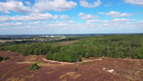 Slow-Aerial-Ascending-View-Over-Flowering-Heather-Mookerheide-Landscape