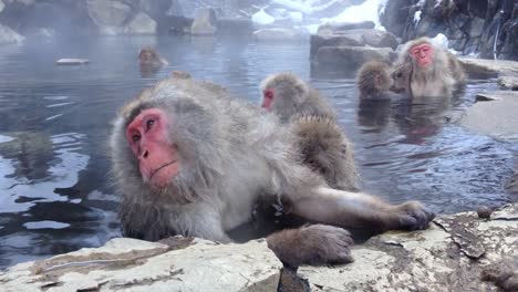 Japanische-Schneeaffen,-Die-Sich-Im-Thermalbad-Im-Affenpark-Jigokudani-In-Der-Präfektur-Nagano,-Japan,-Entspannen