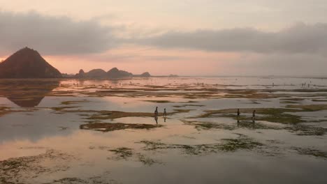 The-dry-reef-of-Kuta-Lombok-during-sunrise,-with-local-people-looking-for-food-and-seashells