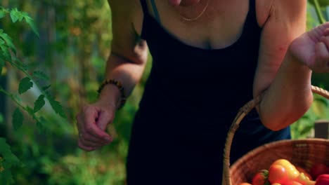 Elderly-Woman-With-Basket-Inside-The-Greenhouse-Harvesting-Vegetables