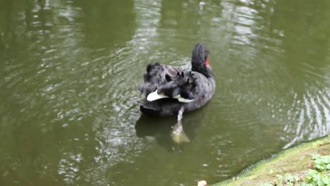 Trinkwasser-Des-Schwarzen-Schwans-Im-Pool