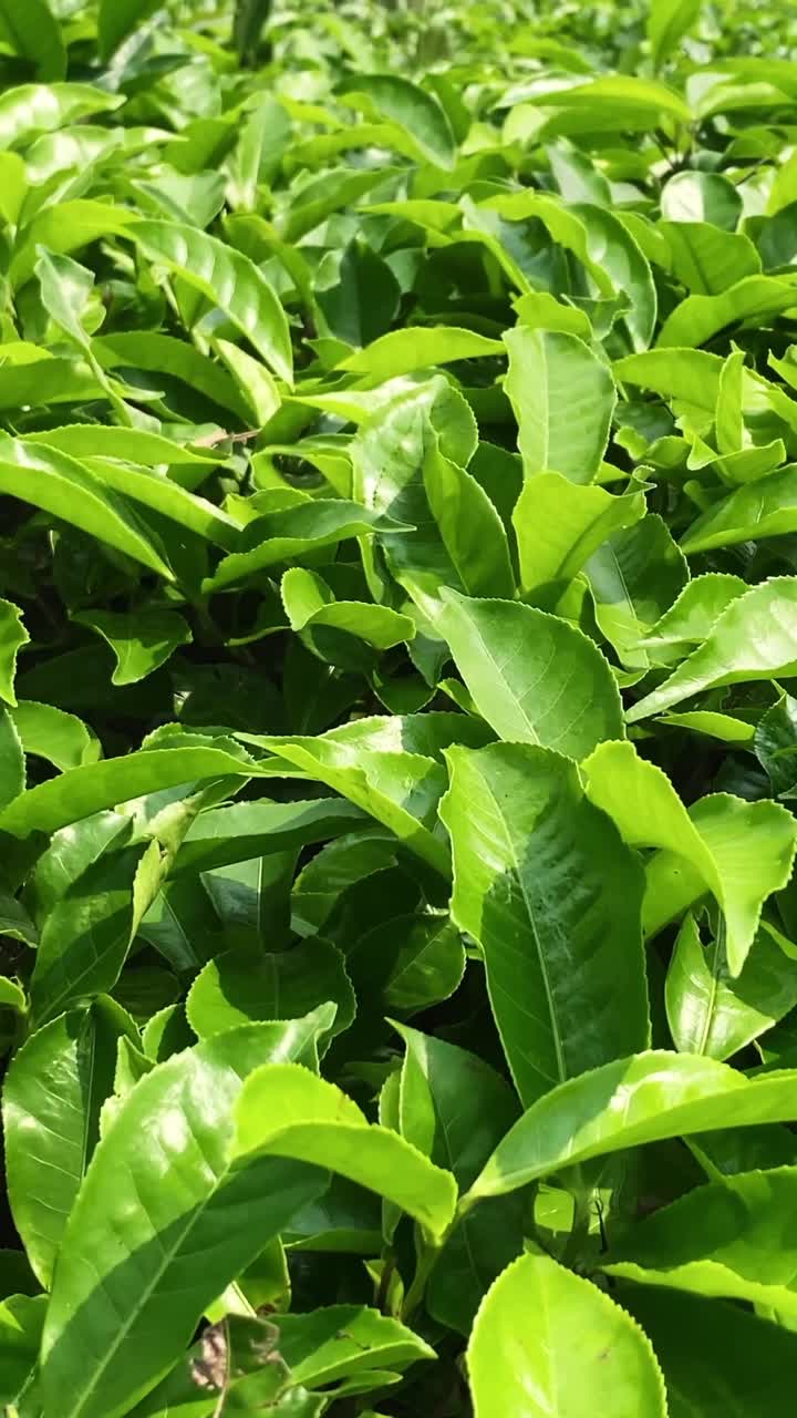 Aerial vertical close up of fresh green tea leaves from above in Bangladesh tea plantation fields