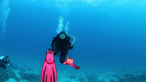 scuba divers swimming through tropical waters