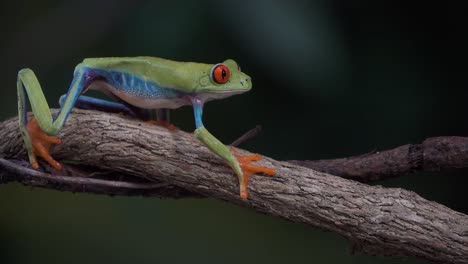 close up of a red eyed tree frog walking on a tree branch in the rainforest